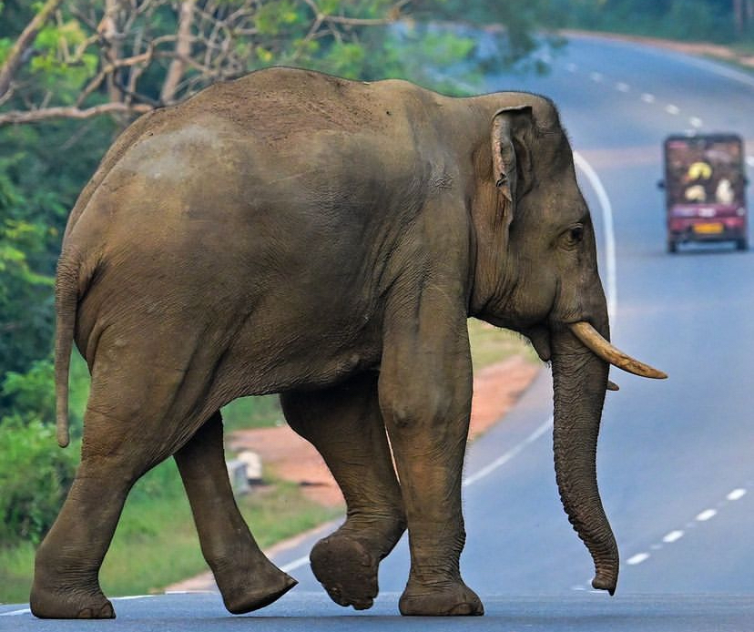 Read more about the article Bangladesh bans adopting elephants from the wild